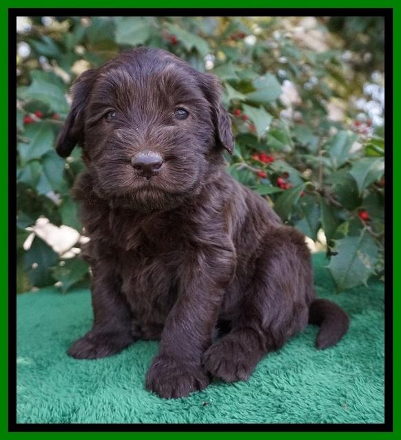 Caymen Solo pups 4 wks old 251