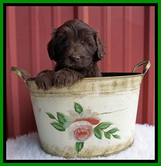 Caymen Solo pups 5 wks old 261