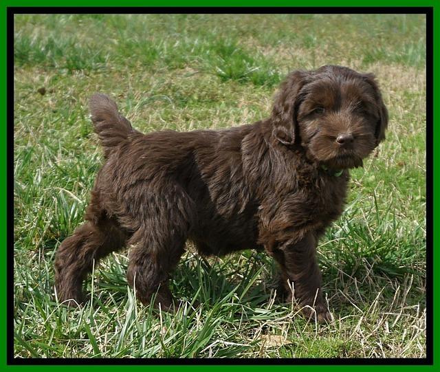 Caymen Solo pups 7 wks old361