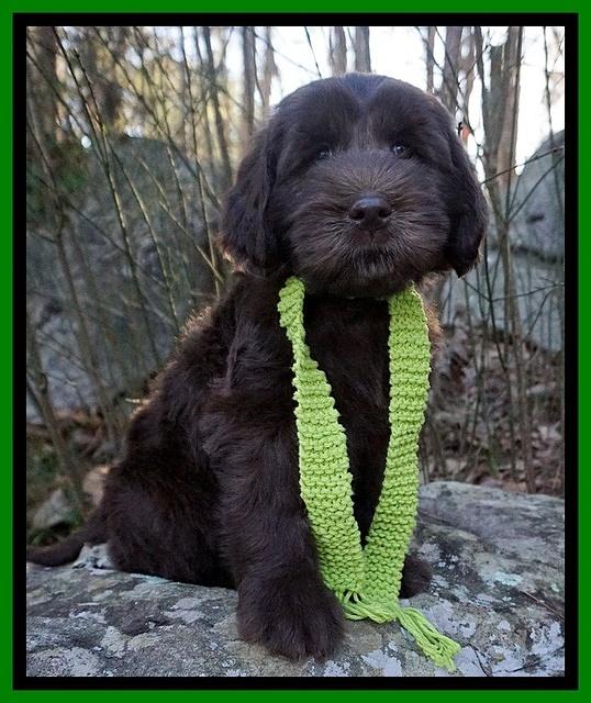 Caymen Solo pups 8 wks old 191