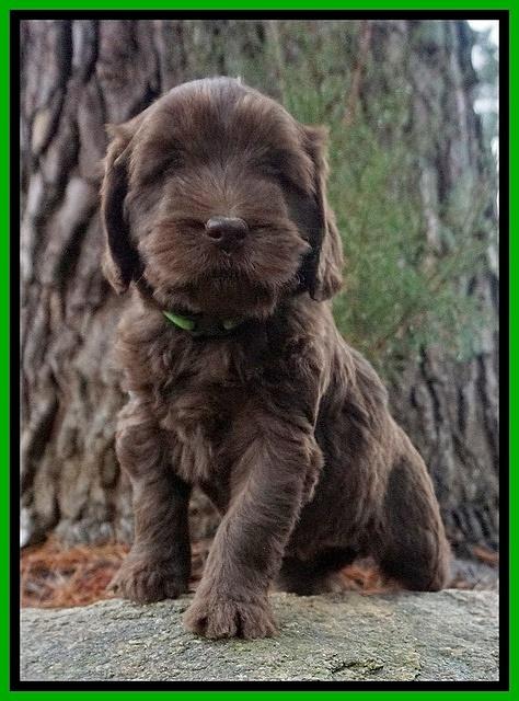 Caymen solo pups 6 wks old 391