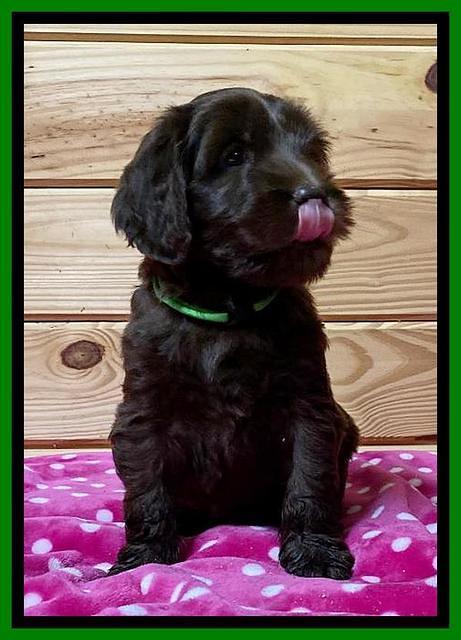 Caymen solo pups 6 wks old 401