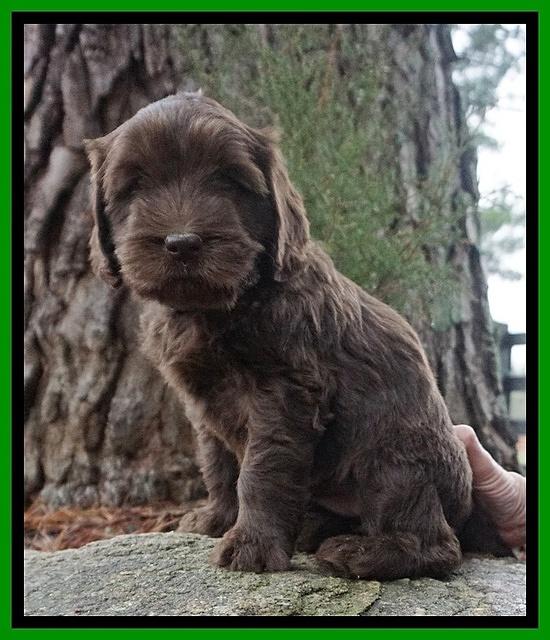 Caymen solo pups 6 wks old 411