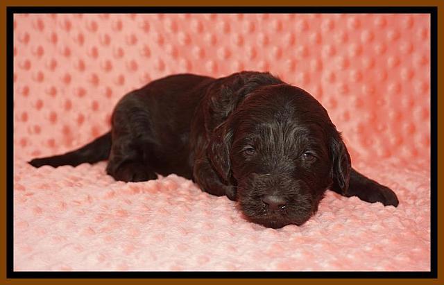 Caymen Solo pups 3 wks old 16122