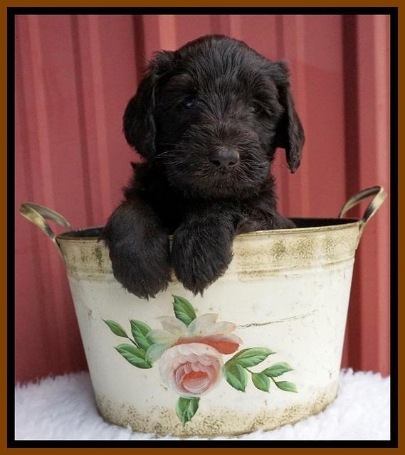 Caymen Solo pups 5 wks old 331