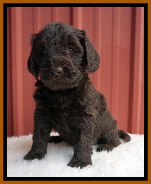 Caymen Solo pups 5 wks old 351