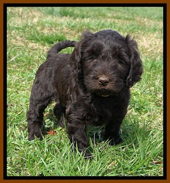 Caymen Solo pups 7 wks old491