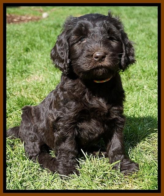 Caymen Solo pups 7 wks old511