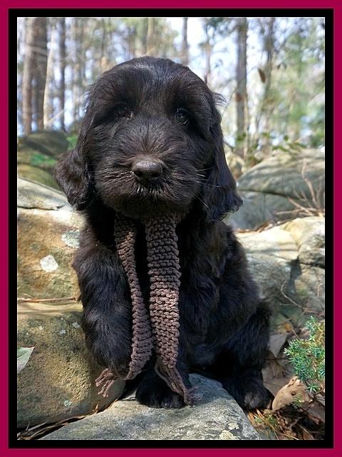 Caymen Solo pups 8 wks old 241