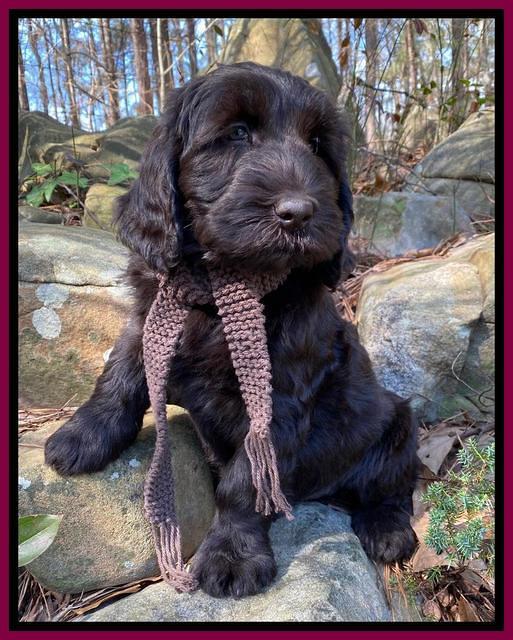 Caymen Solo pups 8 wks old 261