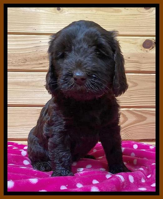 Caymen solo pups 6 wks old 531