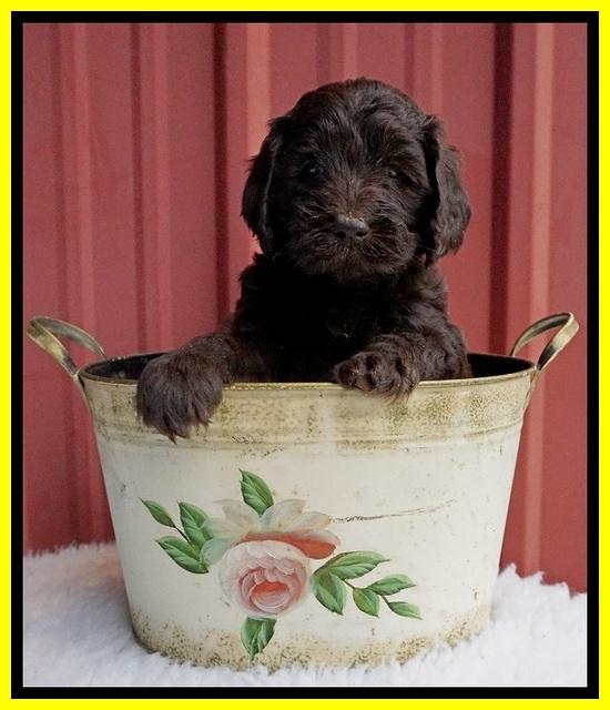 Caymen Solo pups 5 wks old 291