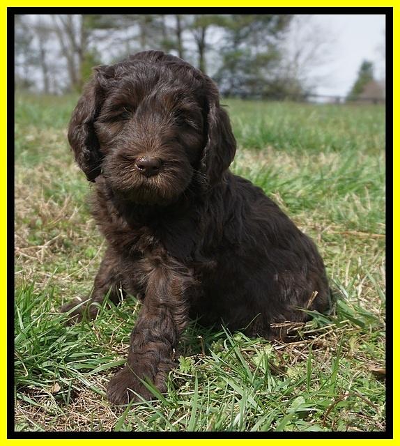 Caymen Solo pups 7 wks old421