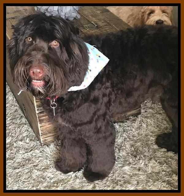 Solo look after first groom