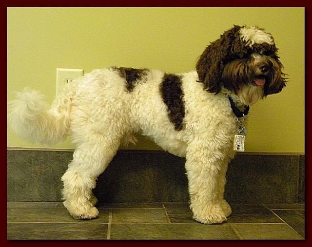 Brutus 10 mos old 003