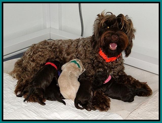 CB pups 1 wk old group 1