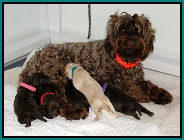 CB pups 1 wk old group 2