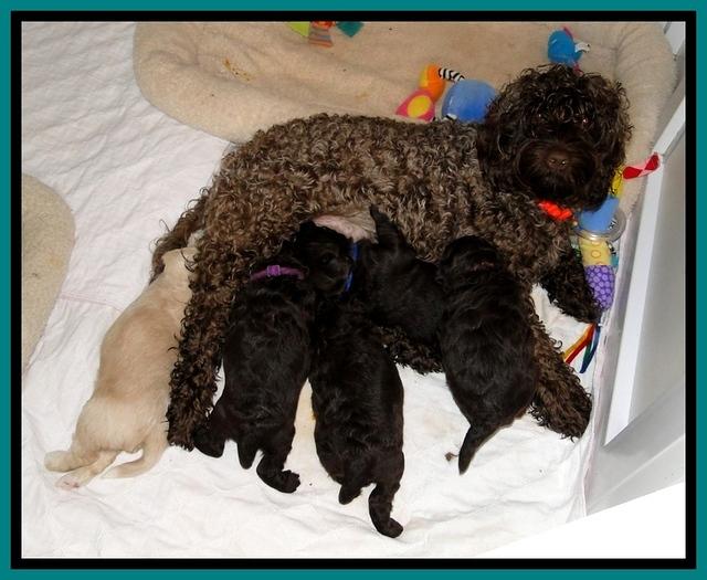 CB pups 3 wks old 15