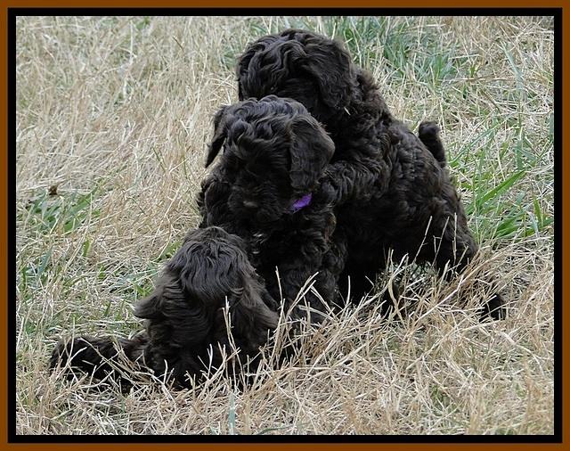 CB pups 6.5 wks old 22