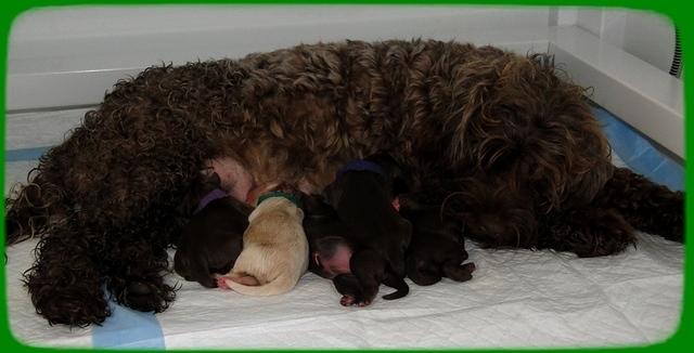 CB pups newborn 18