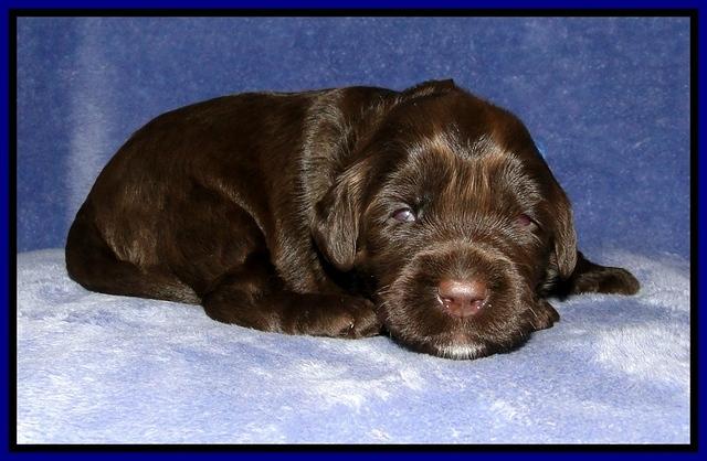 CB pups 2 wks old 7