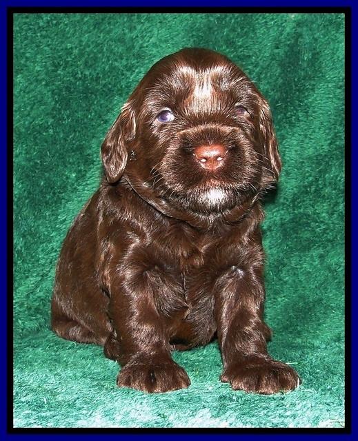 CB pups 3 wks old 12