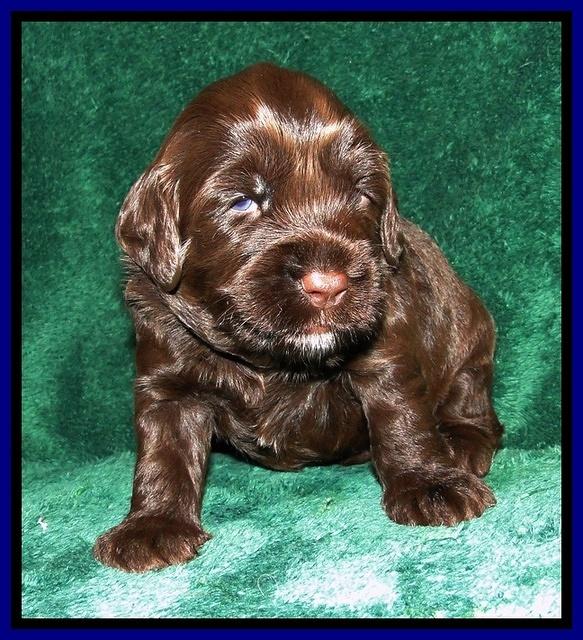 CB pups 3 wks old 13