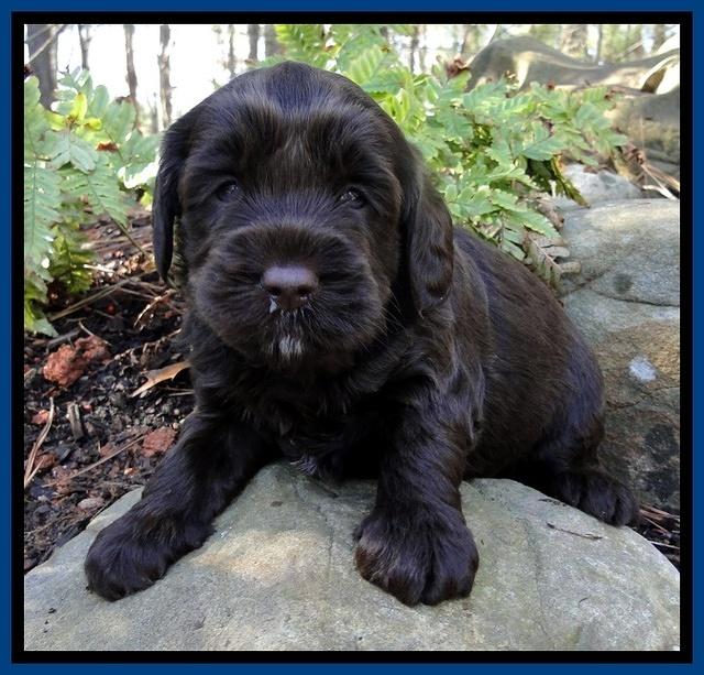 CB pups 4 wks old 17