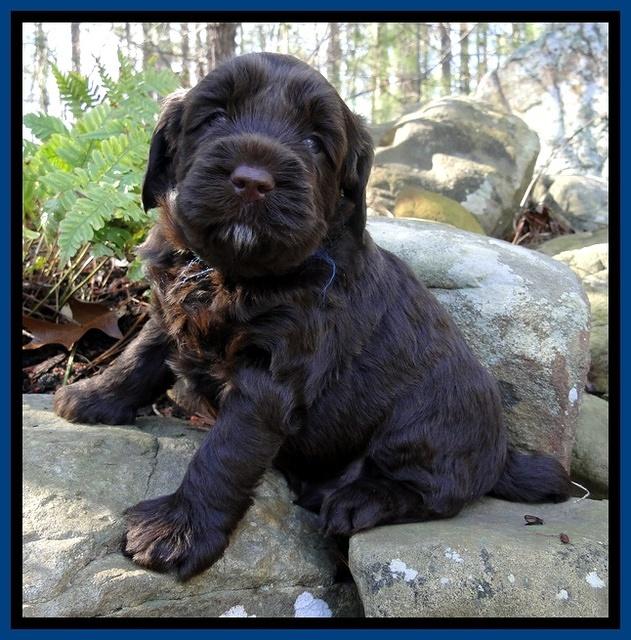 CB pups 4 wks old 20