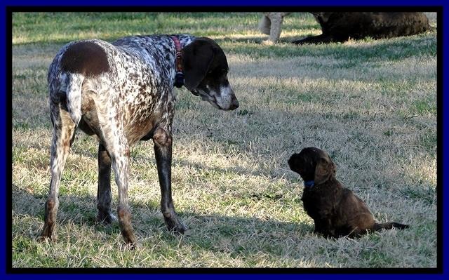 CB pups 5.5 wks old 10