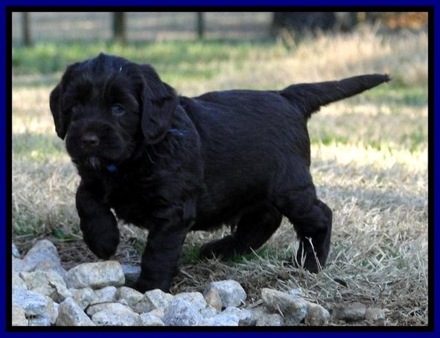 CB pups 5.5 wks old 11