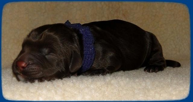 CB pups newborn 5