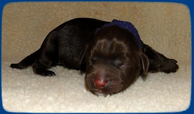 CB pups newborn 6