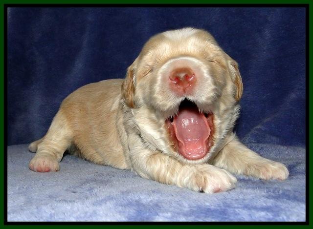 CB pups 2 wks old 10
