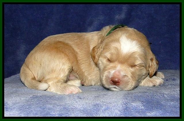 CB pups 2 wks old 11