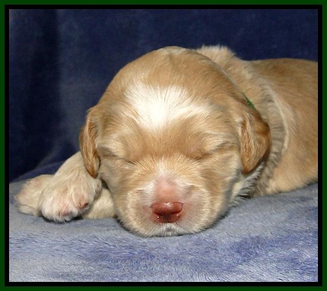 CB pups 2 wks old 13
