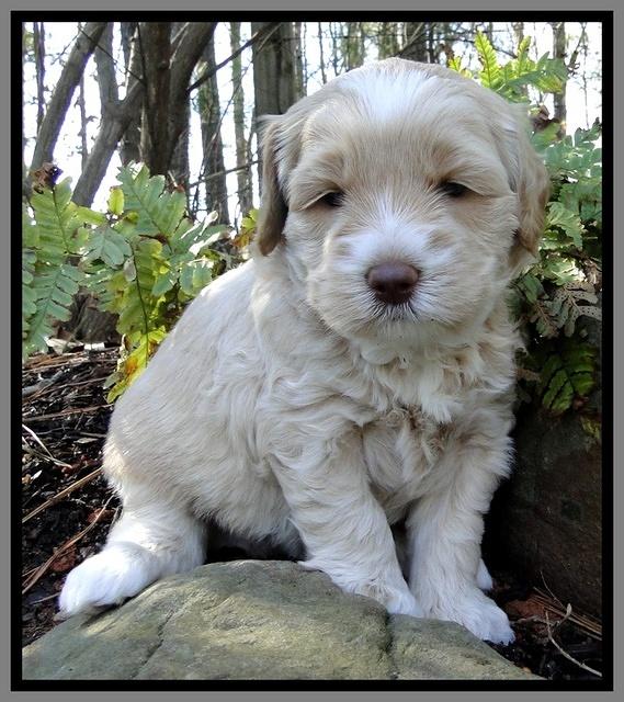 CB pups 4 wks old 10