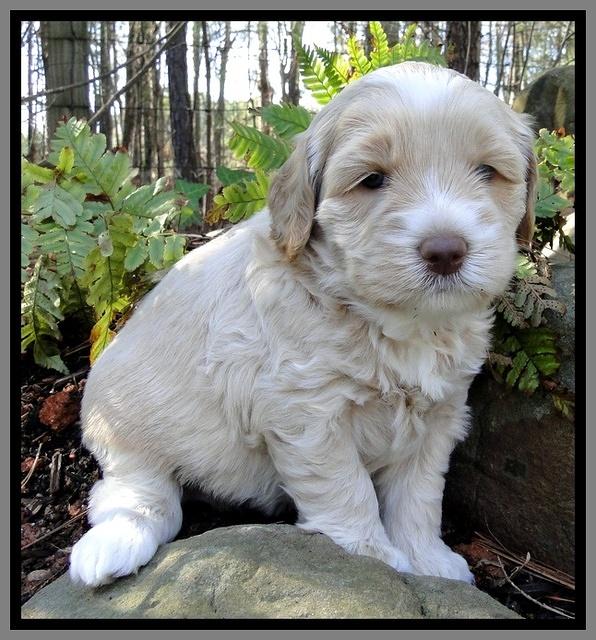 CB pups 4 wks old 11