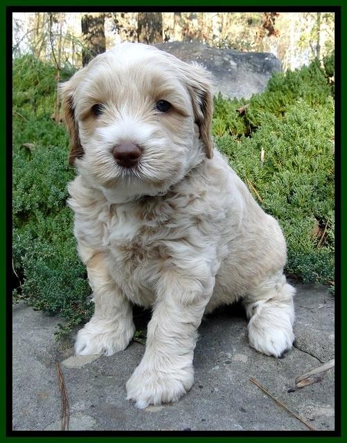 CB pups 5 wks old 11