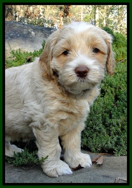 CB pups 5 wks old 13