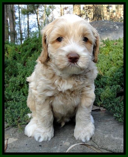 CB pups 5 wks old 9