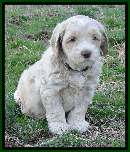 CB pups 5.5 wks old 16