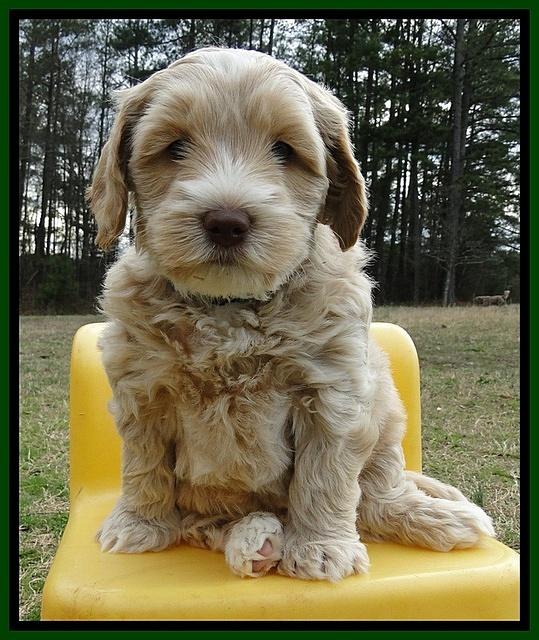CB pups 6 wks old 18