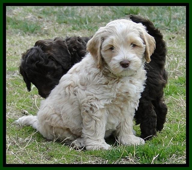 CB pups 6.5 wks old 2