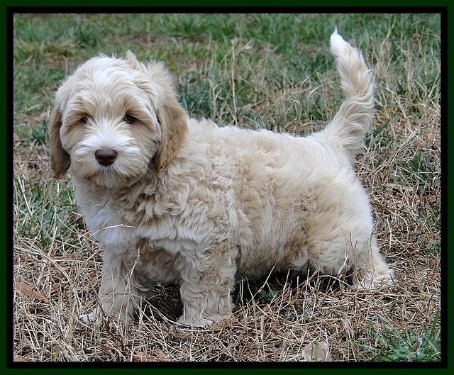 CB pups 8 wks old 10