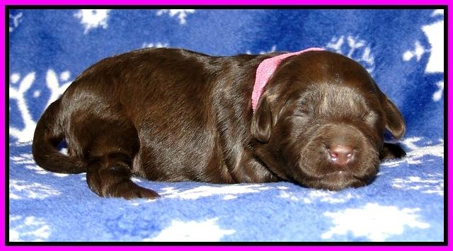 CB pups 1 wk old 6