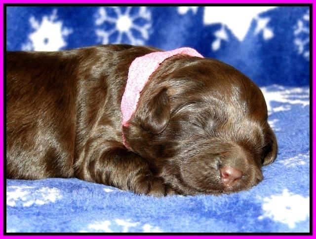 CB pups 1 wk old 8