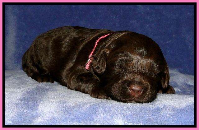 CB pups 2 wks old 2