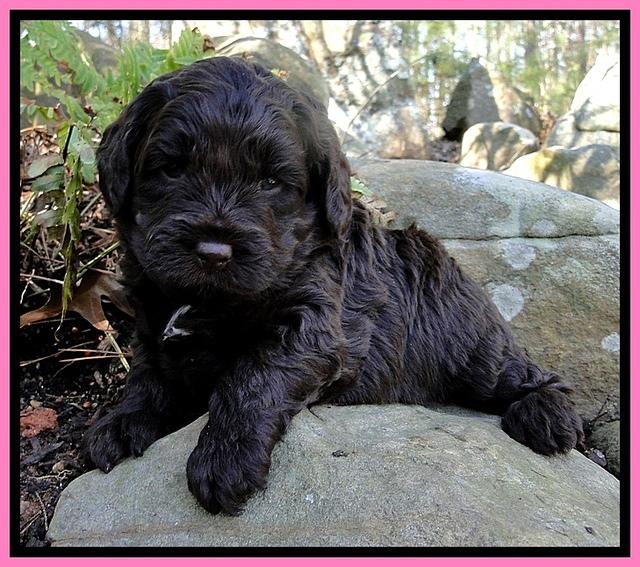 CB pups 4 wks old 13