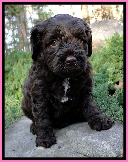 CB pups 5 wks old 8